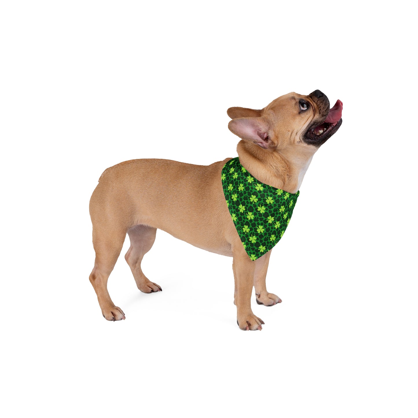 Wild Rock Pet Bandana